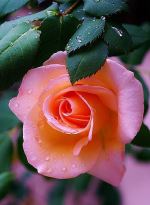 A Beautiful Rose